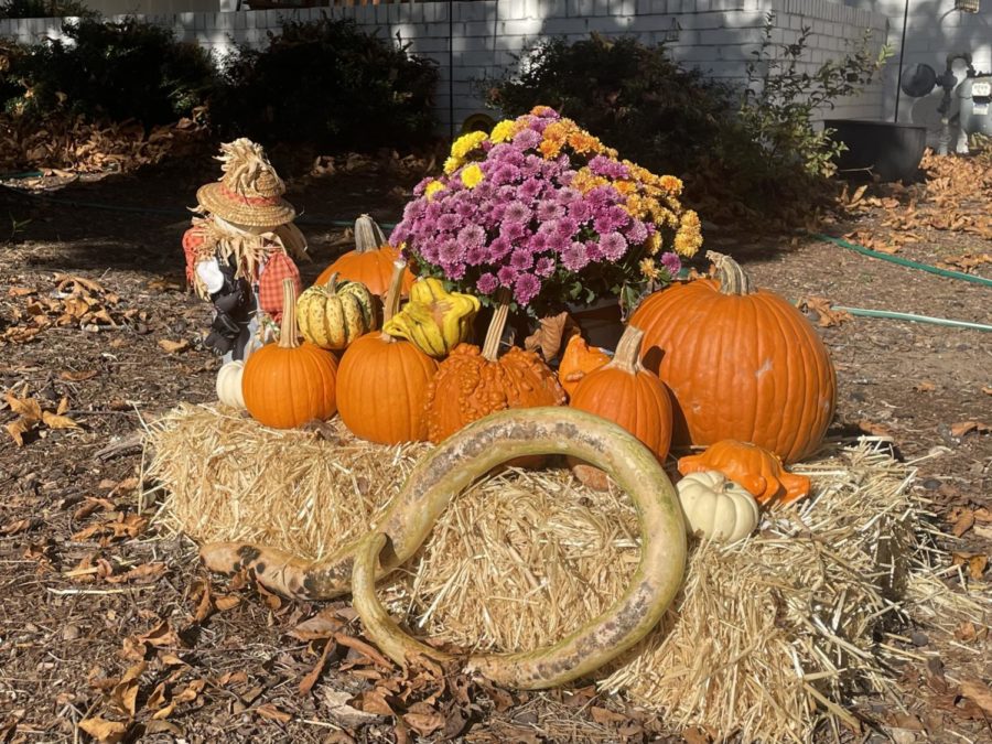 Halloween decorations adorn a local lawn (photo by Josie Robertson).