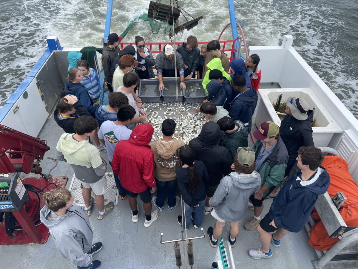 After retrieving the net, students view the sea animals caught in trawls. 