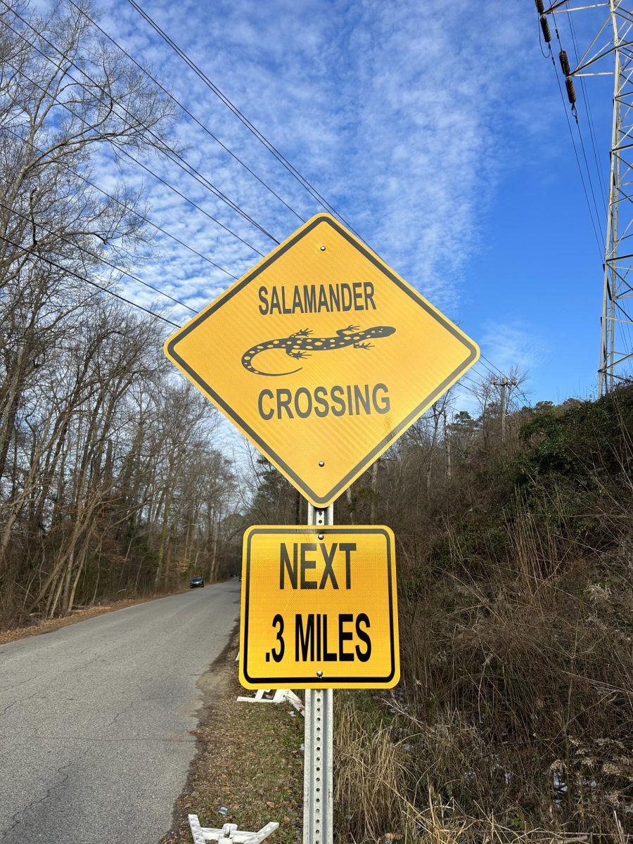 The temporary sign placed on South Lakeshore Drive. It will remain all throughout salamander mating season.