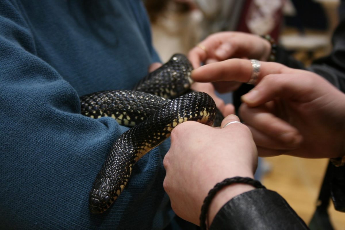 Member of the Cahaba River Society holds a four-foot king snake.