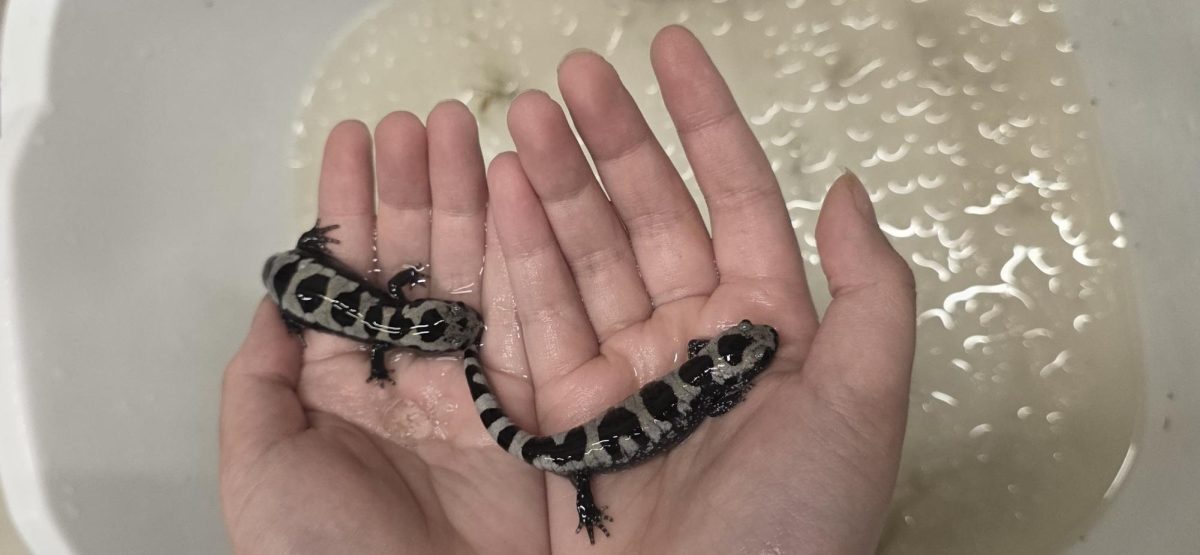 Attendees hold spotted salamanders at the festival. Sponsors who bring the salamanders include Samford University and UAB.