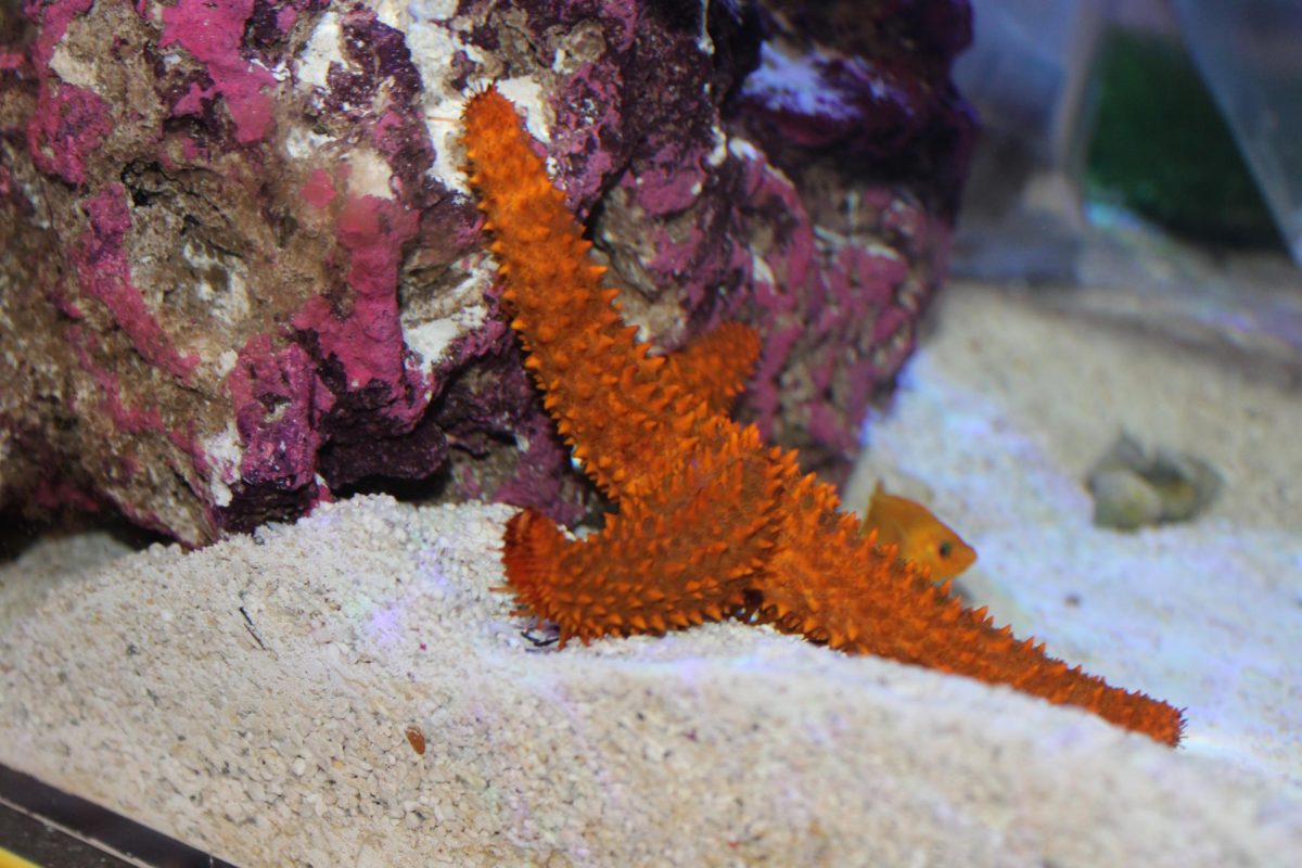 Red sea star is introduced to seabus in marine science classroom.